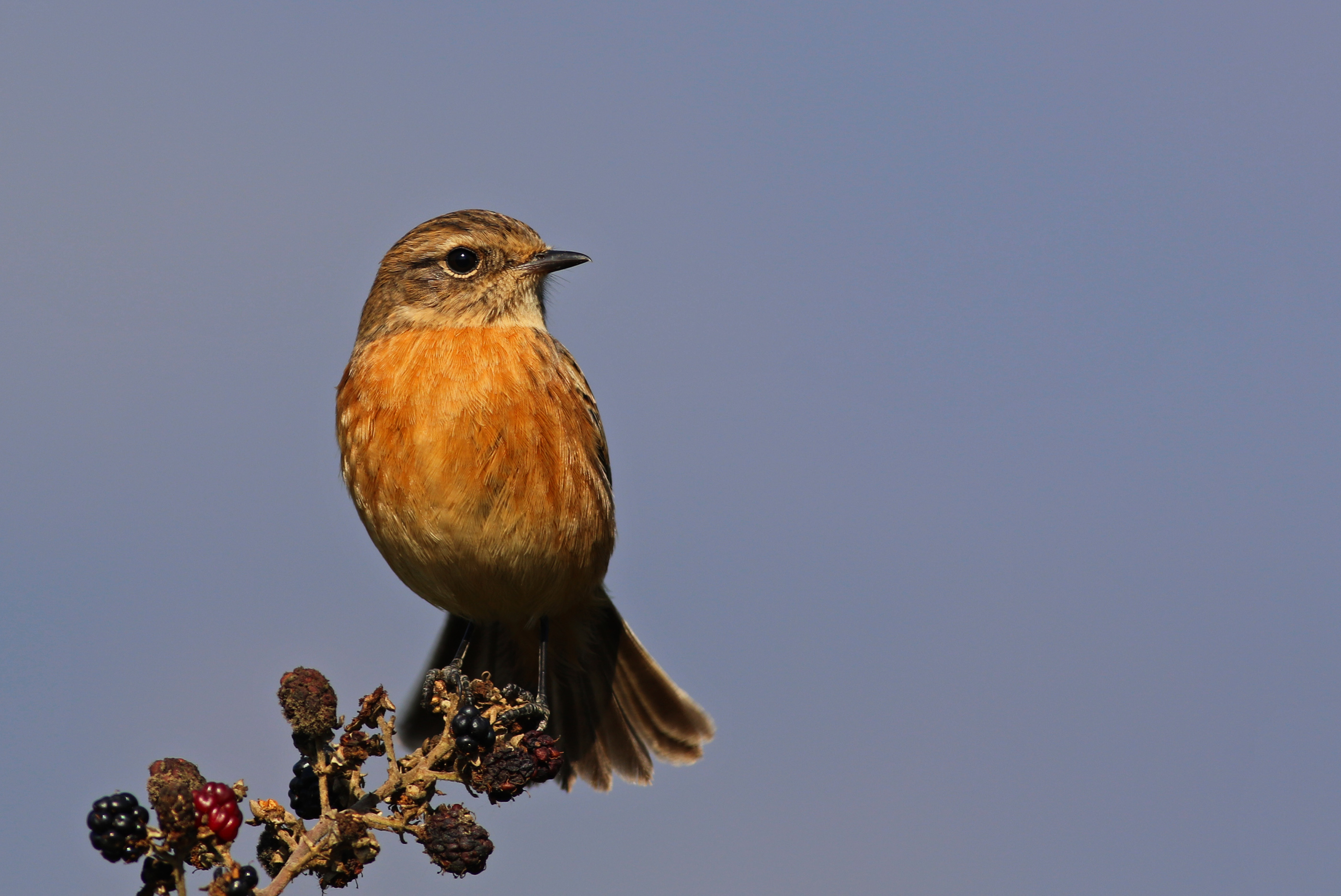 European Stonechat